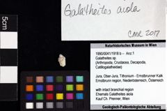 Foto (Objket + Etiketten) von Eodromites grandis (von Meyer, 1857) 